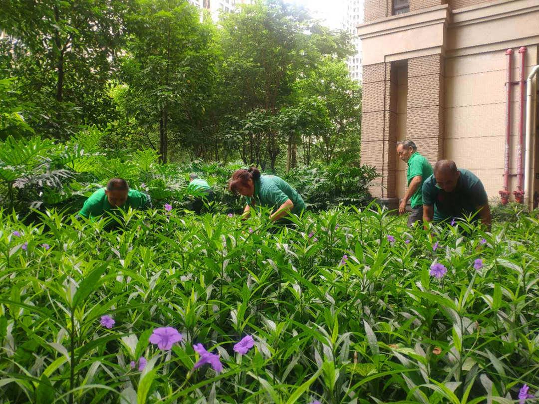 园林绿化公司工人正在作业